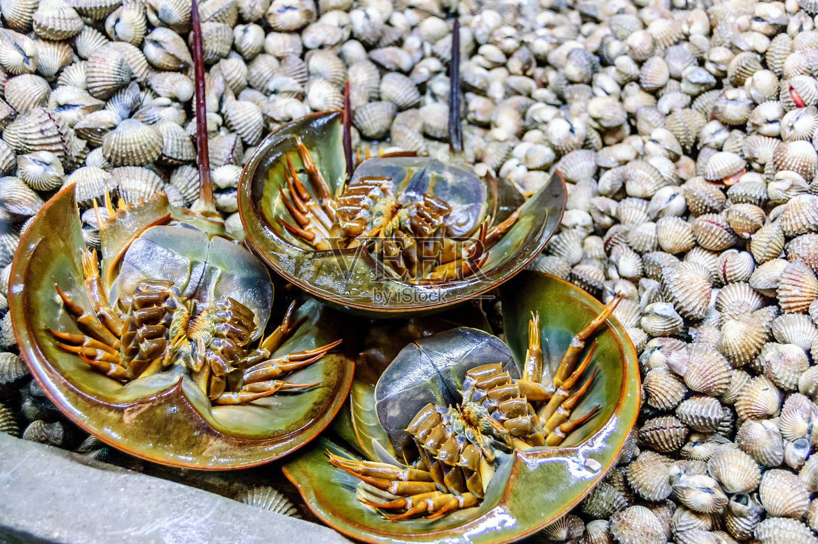 泰国摊位上的马蹄蟹及贝类照片摄影图片
