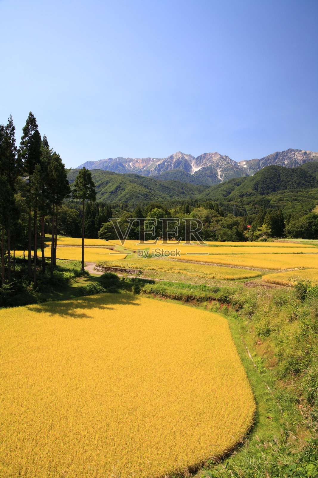 日本的阿尔卑斯山和稻田照片摄影图片