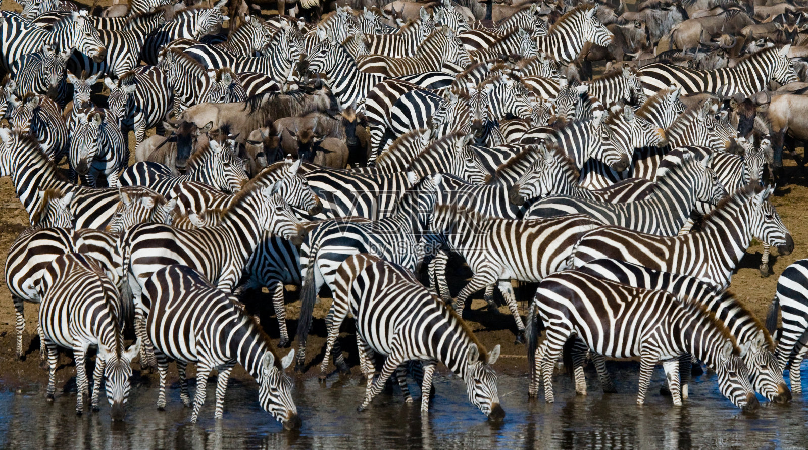 一群斑马在喝水。肯尼亚。坦桑尼亚。照片摄影图片