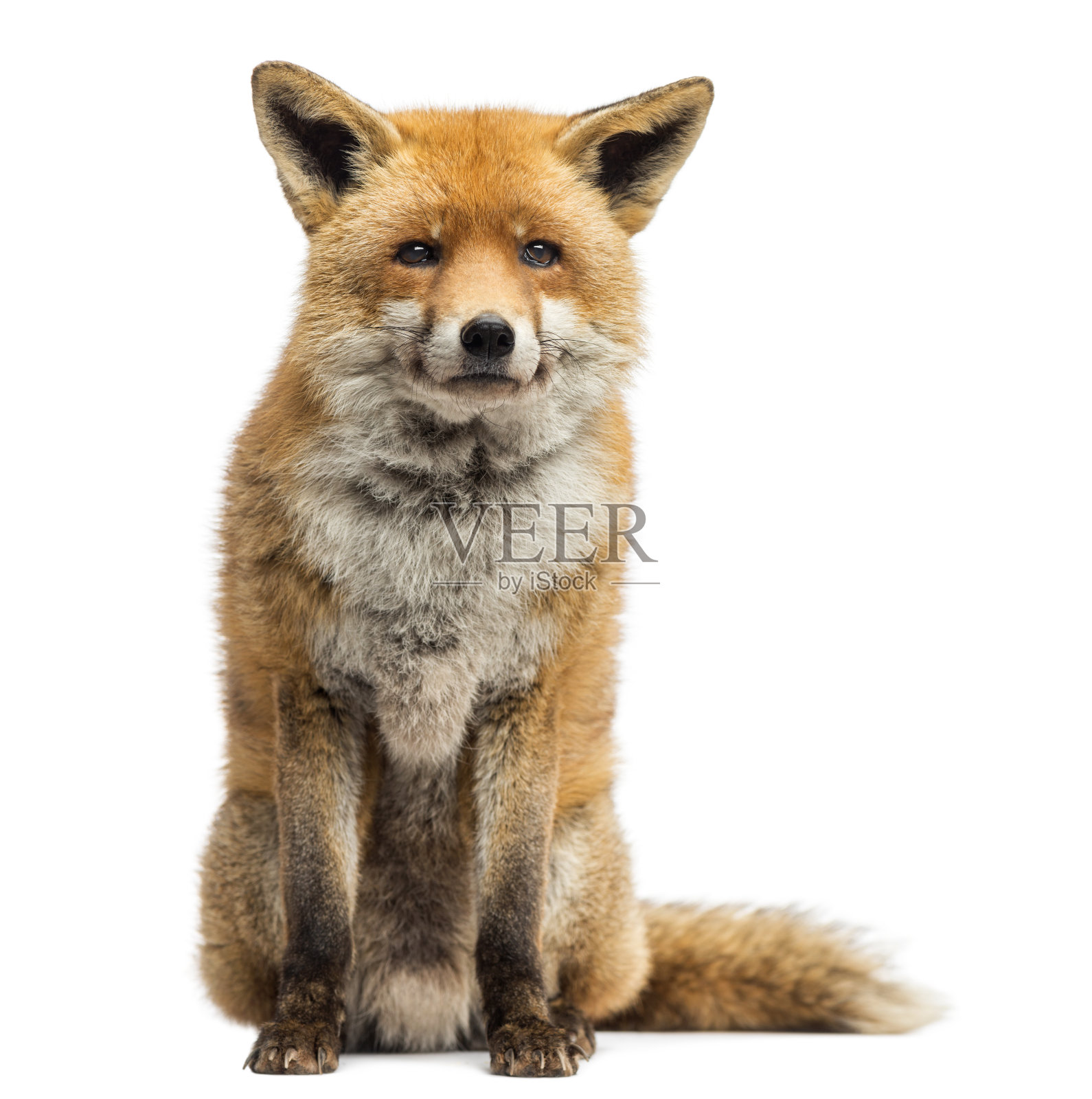 红狐狸坐着，孤立白色照片摄影图片