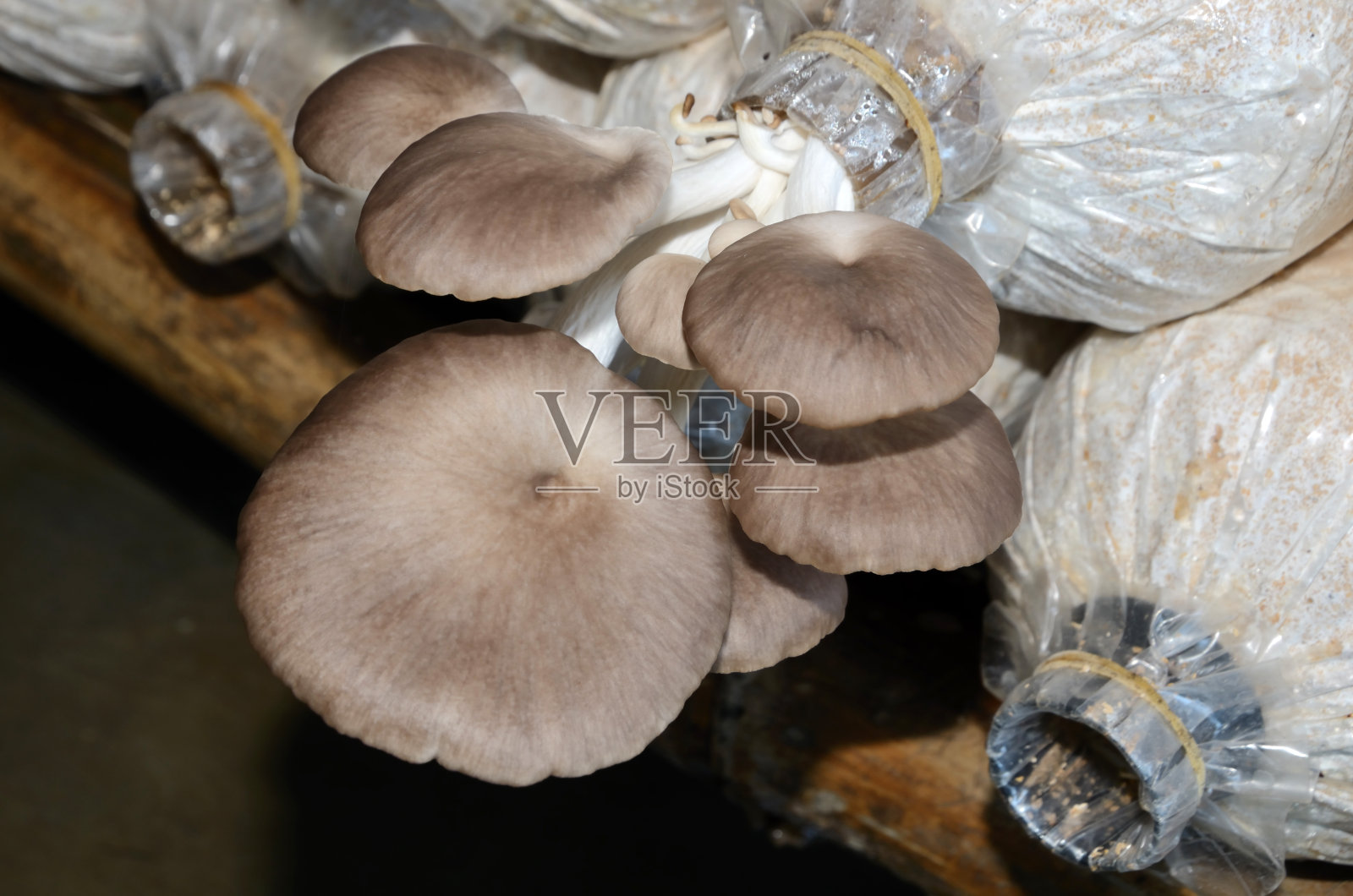 蘑菇种植照片摄影图片