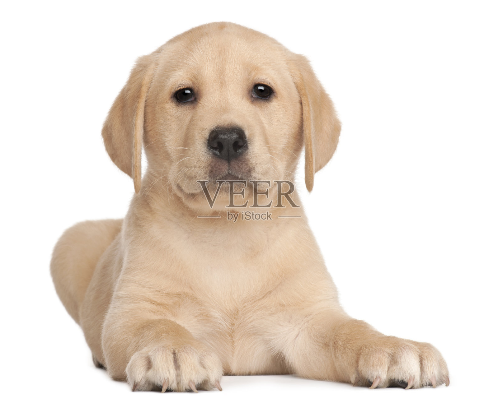 7周大的拉布拉多幼犬，白色背景照片摄影图片