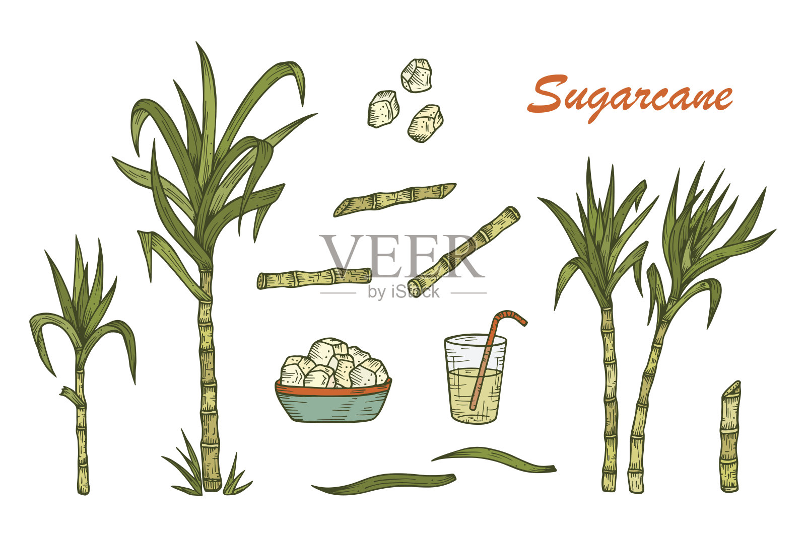 手绘甘蔗组。甘蔗，茎，叶，汁和方糖。矢量图插画图片素材