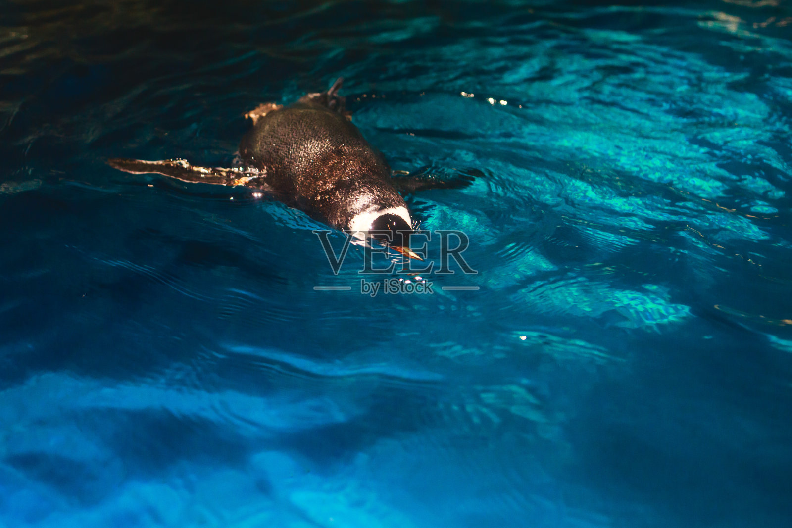 可爱的企鹅在蓝色的水里游泳，溅起巨大的水花照片摄影图片