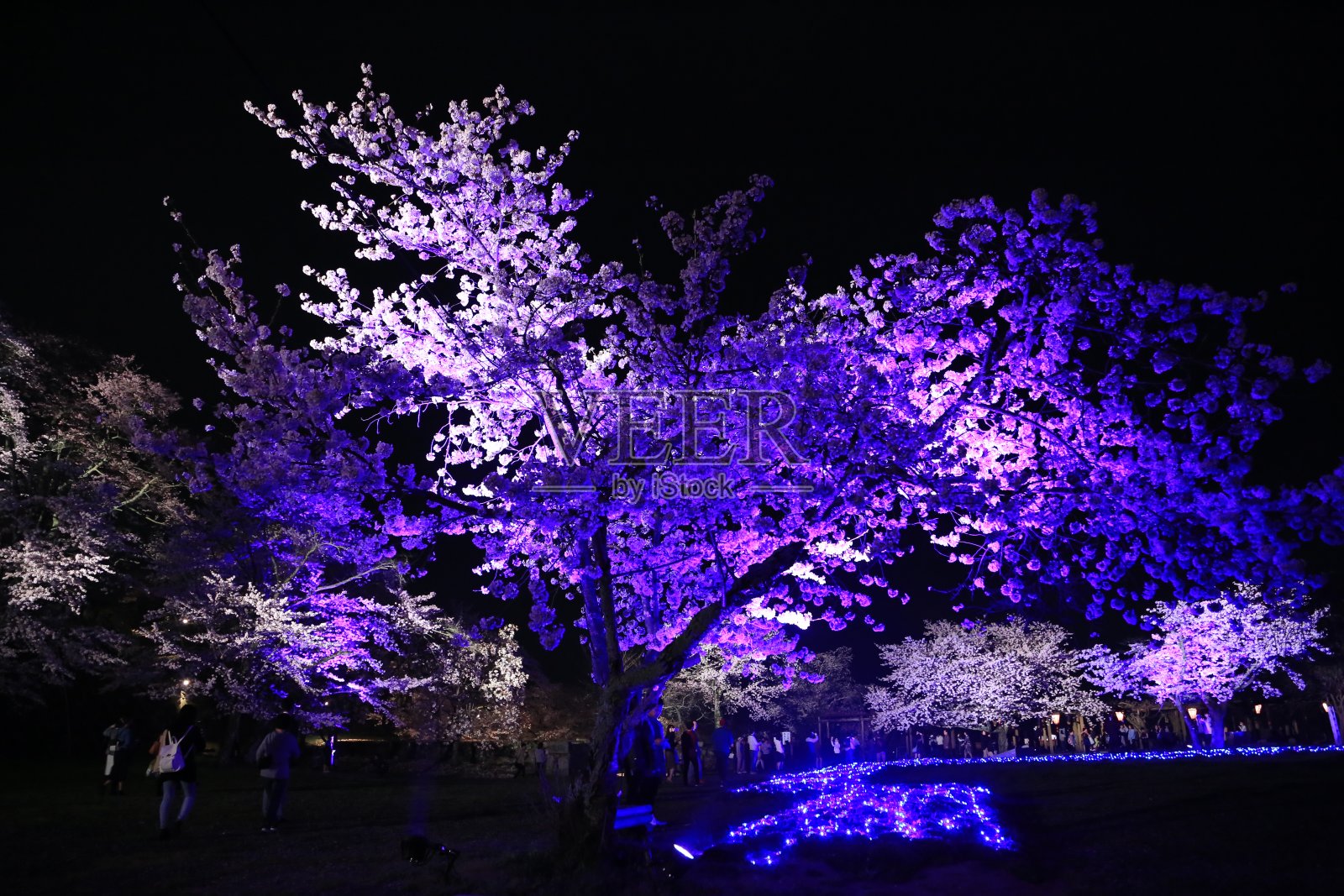 傍晚的樱桃树照片摄影图片
