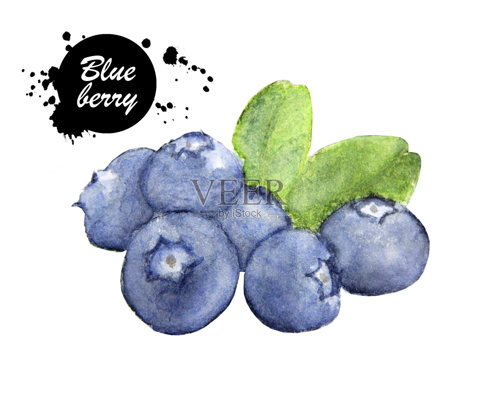 手绘水彩画蓝莓在白色的背景。插画图片素材