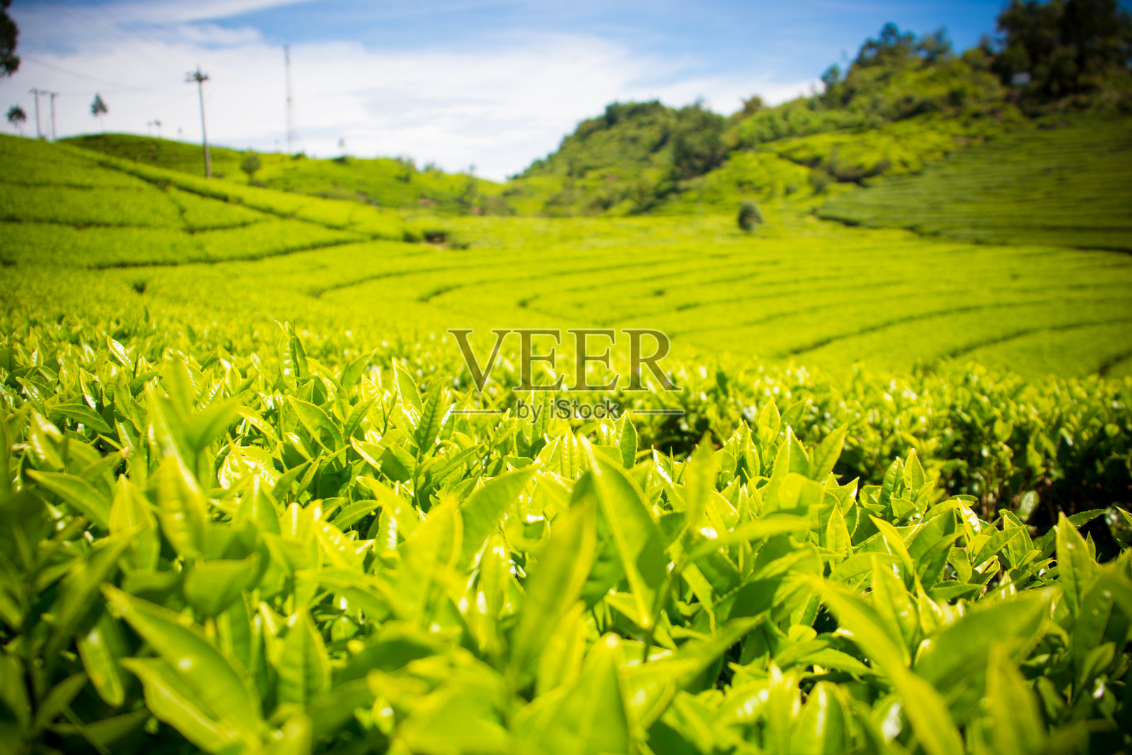 绿茶的农场照片摄影图片