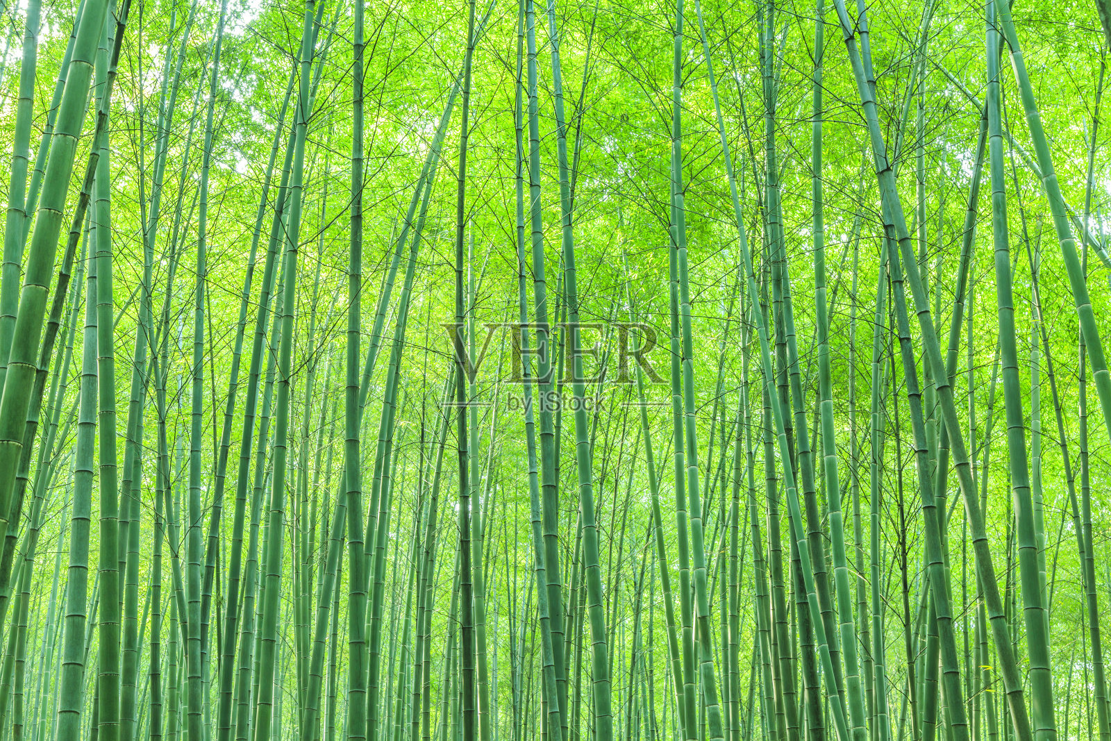 竹子照片摄影图片