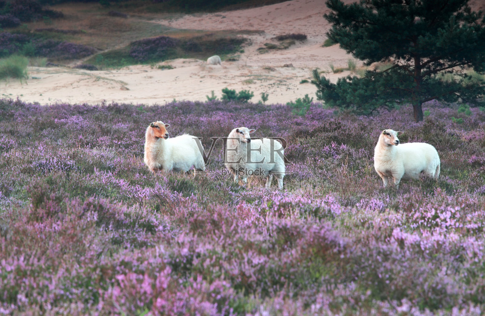 石南花中的绵羊照片摄影图片