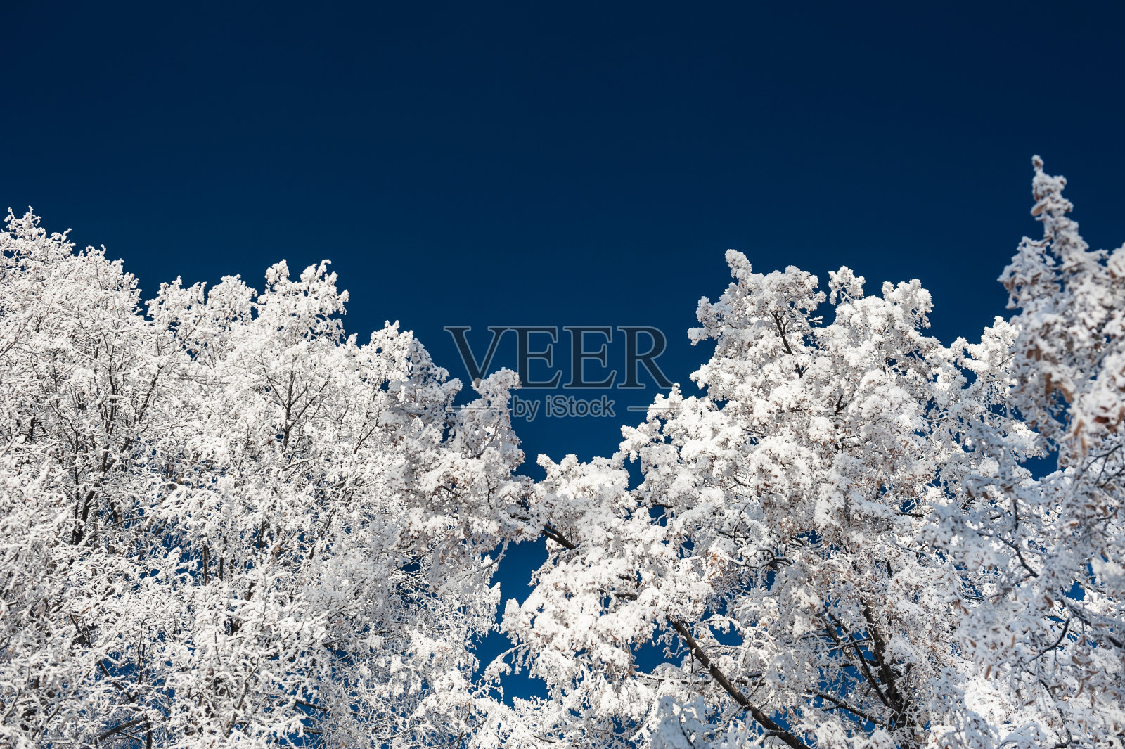 深蓝的天空映衬下，冬日里结霜的树木。照片摄影图片