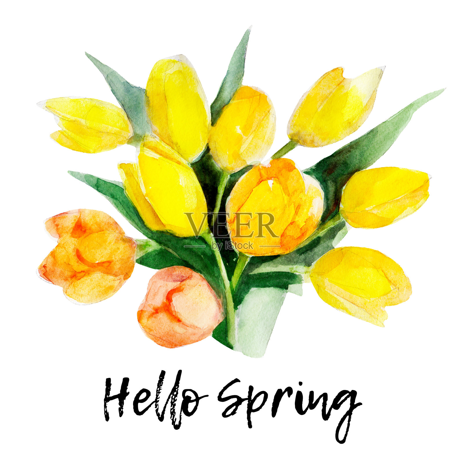 黄色郁金香花孤立在白色背景与字母“你好春天”，复古水彩插图手绘风格。插画图片素材