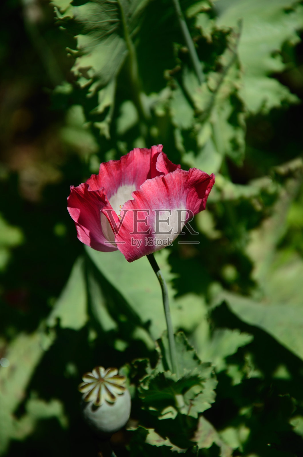 粉红色的罂粟花和模糊的自然背景。照片摄影图片