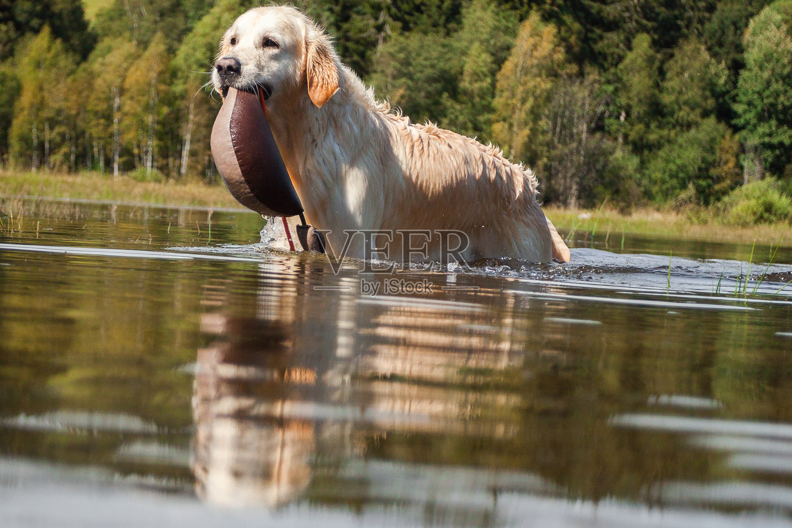 金毛猎犬在湖边玩得很开心照片摄影图片