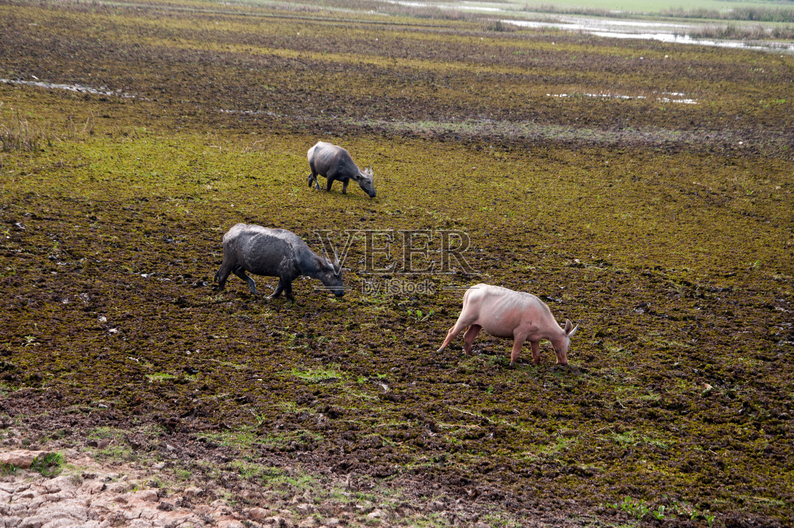 在田野里吃草的水牛。照片摄影图片