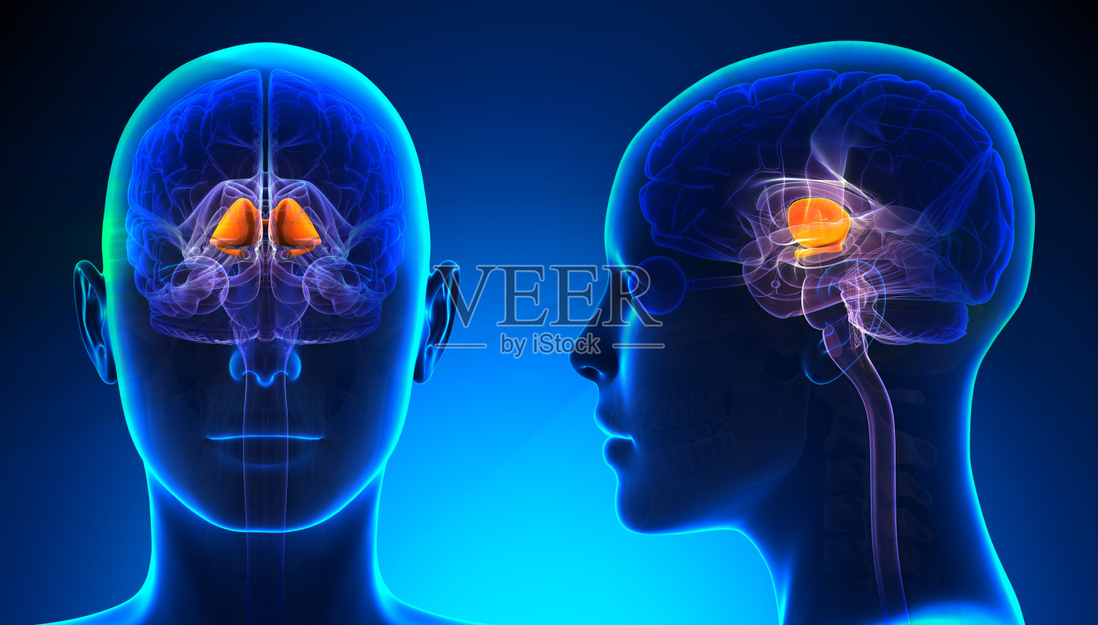 女性基底神经节脑解剖-蓝色概念照片摄影图片