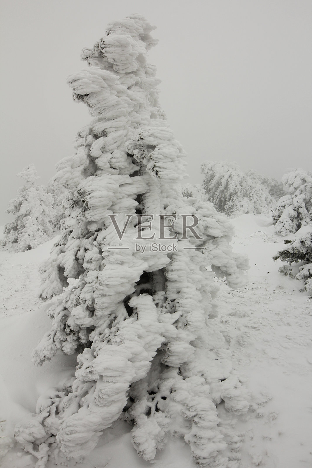 背景是白雪覆盖的冷杉树枝照片摄影图片