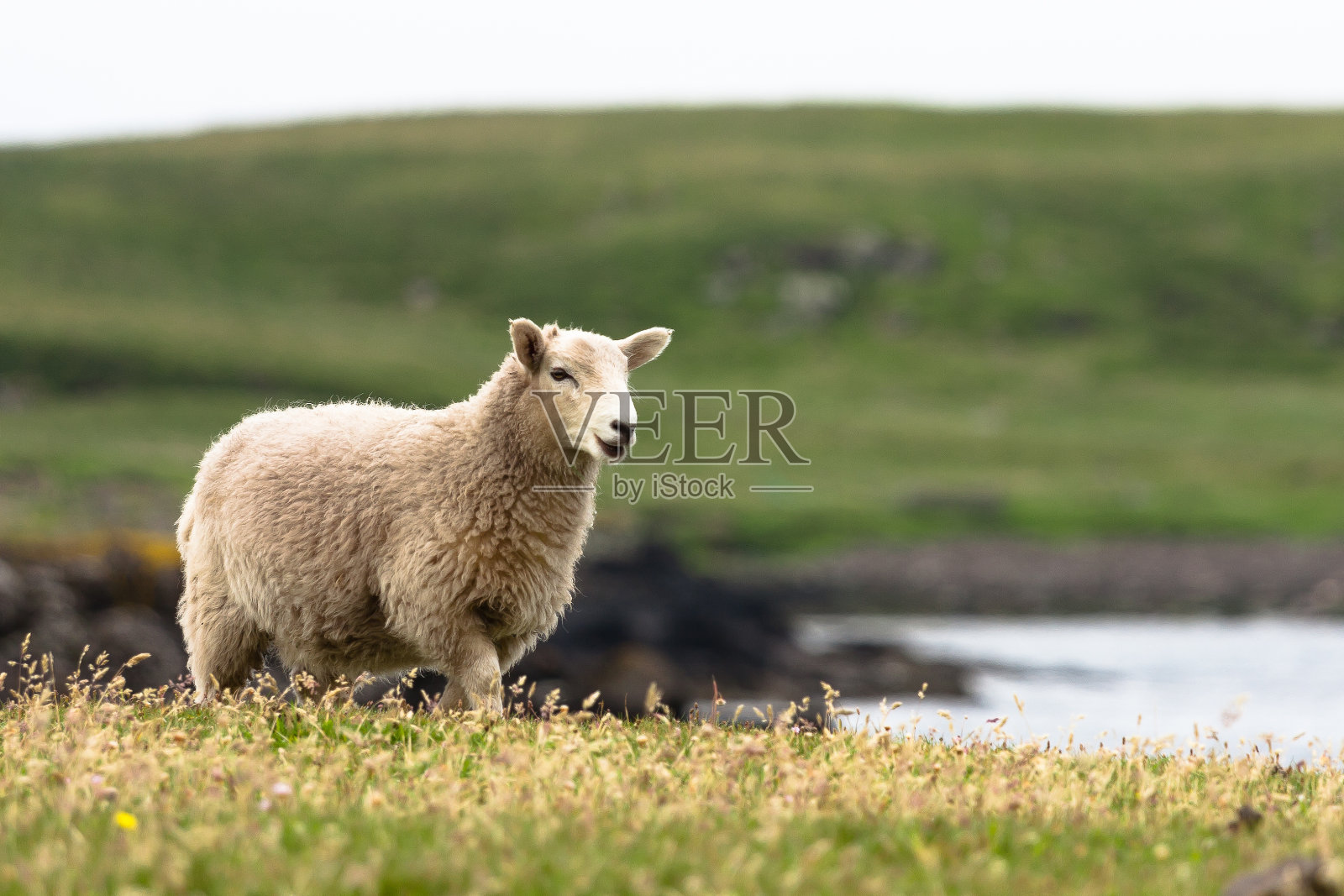设得兰群岛的羊照片摄影图片