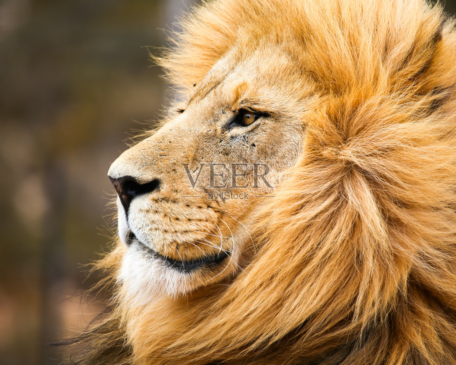 雄性非洲狮子照片摄影图片