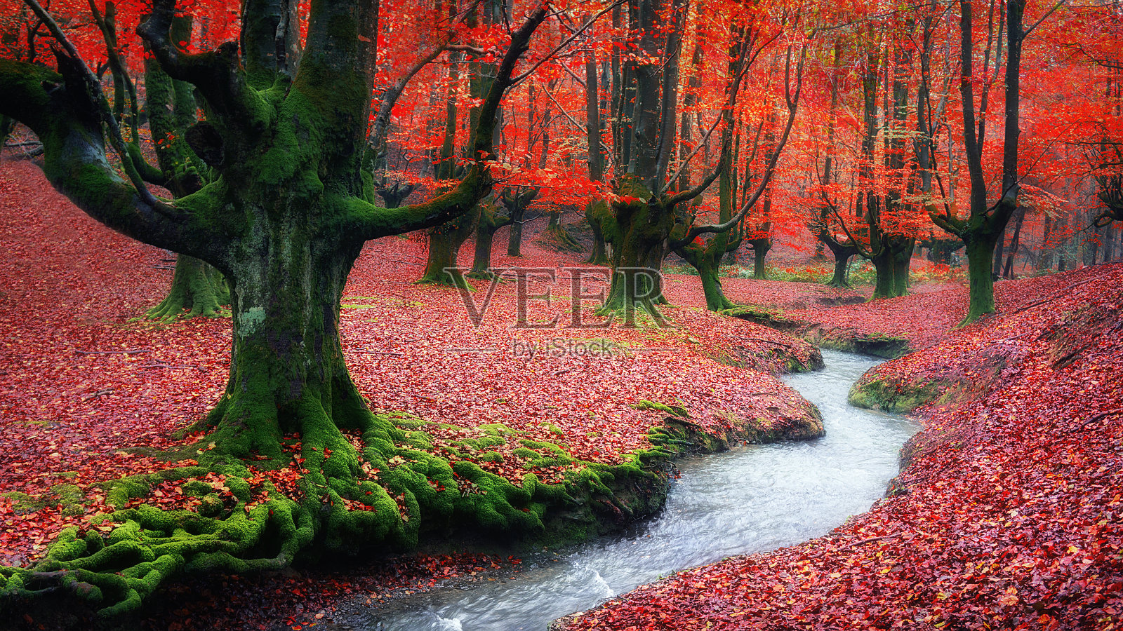 秋天的森林里有一条小溪照片摄影图片