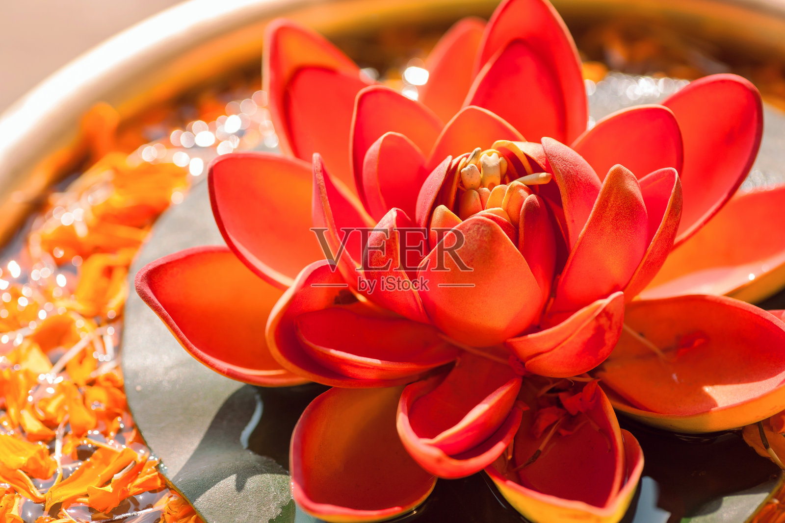 美丽的红色荷花被称为荷花。印度教和佛教中的神圣植物。照片摄影图片