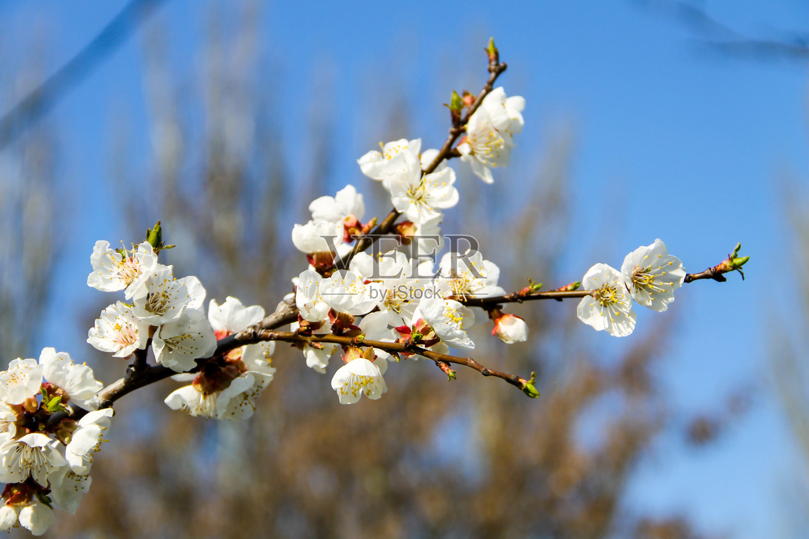 蓝天下杏树的花照片摄影图片