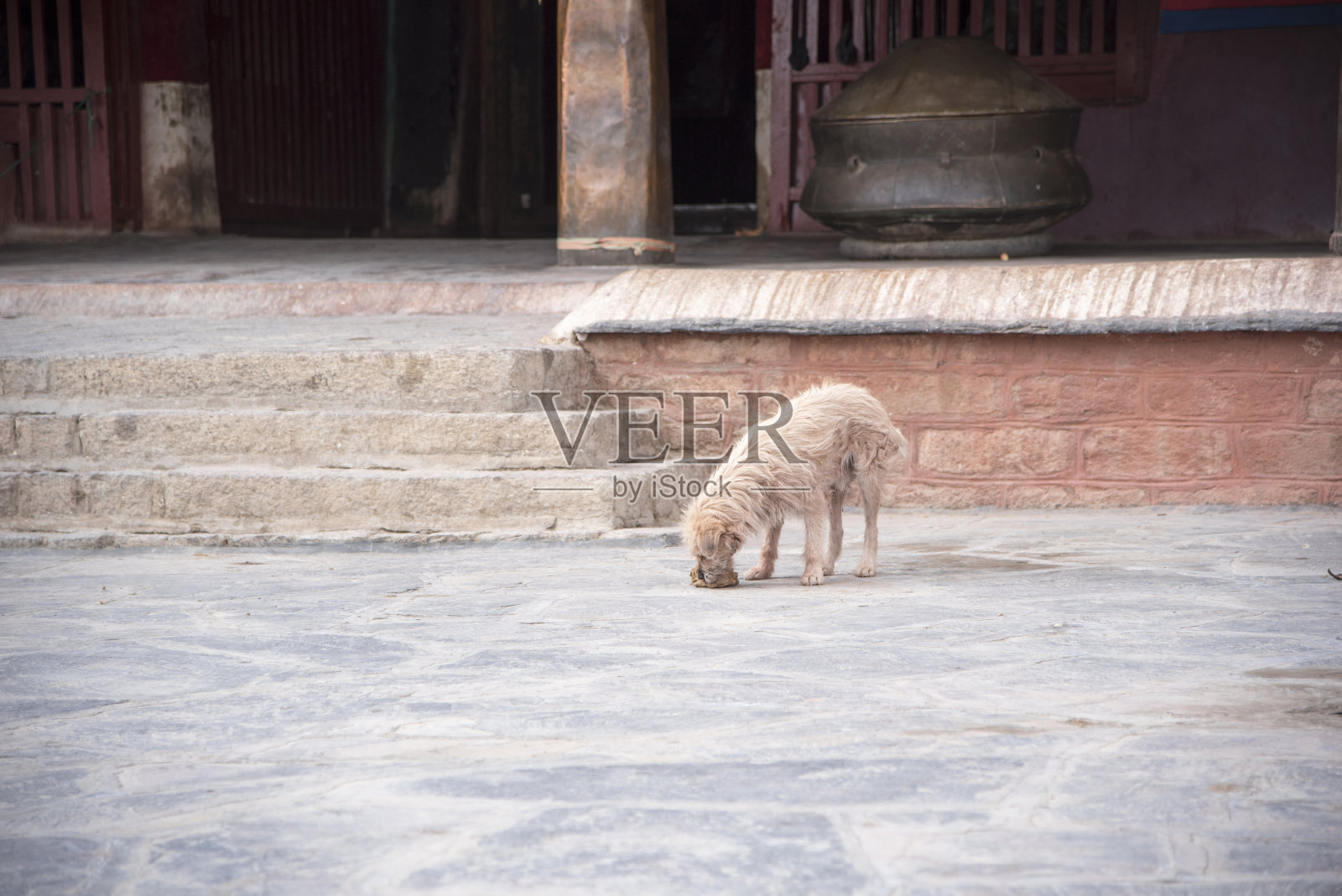 野狗在庙前吃东西照片摄影图片