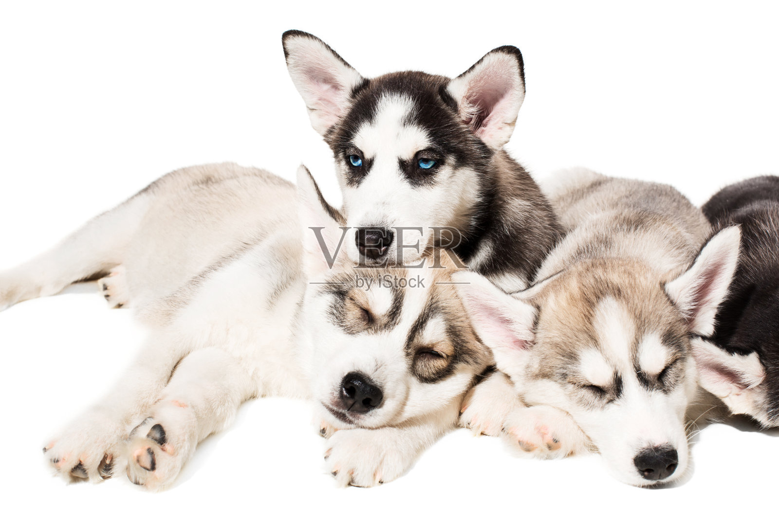 一群幼犬在白色的背景上繁殖哈士奇照片摄影图片