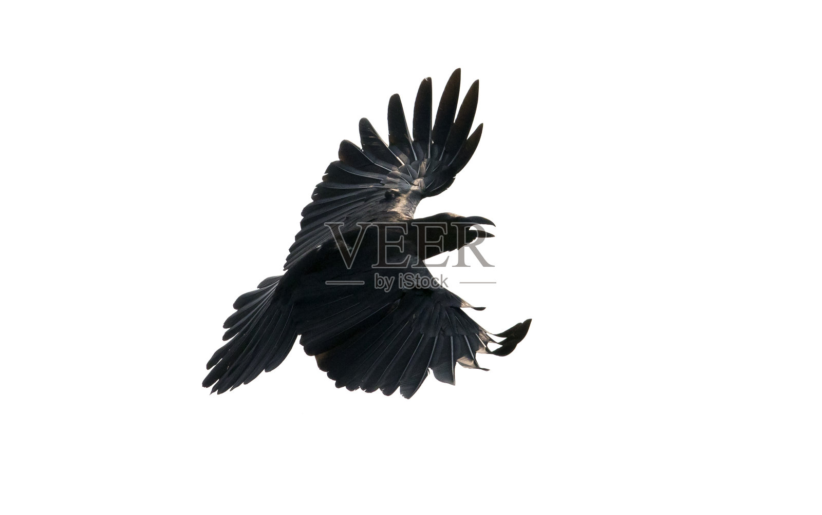 近距离的黑乌鸦的羽毛飞行孤立的白色背景照片摄影图片