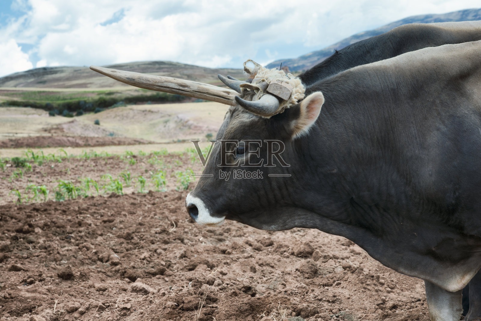 在秘鲁乌鲁班巴山谷，一头牛和一块刚耕过的土地的近景照片摄影图片