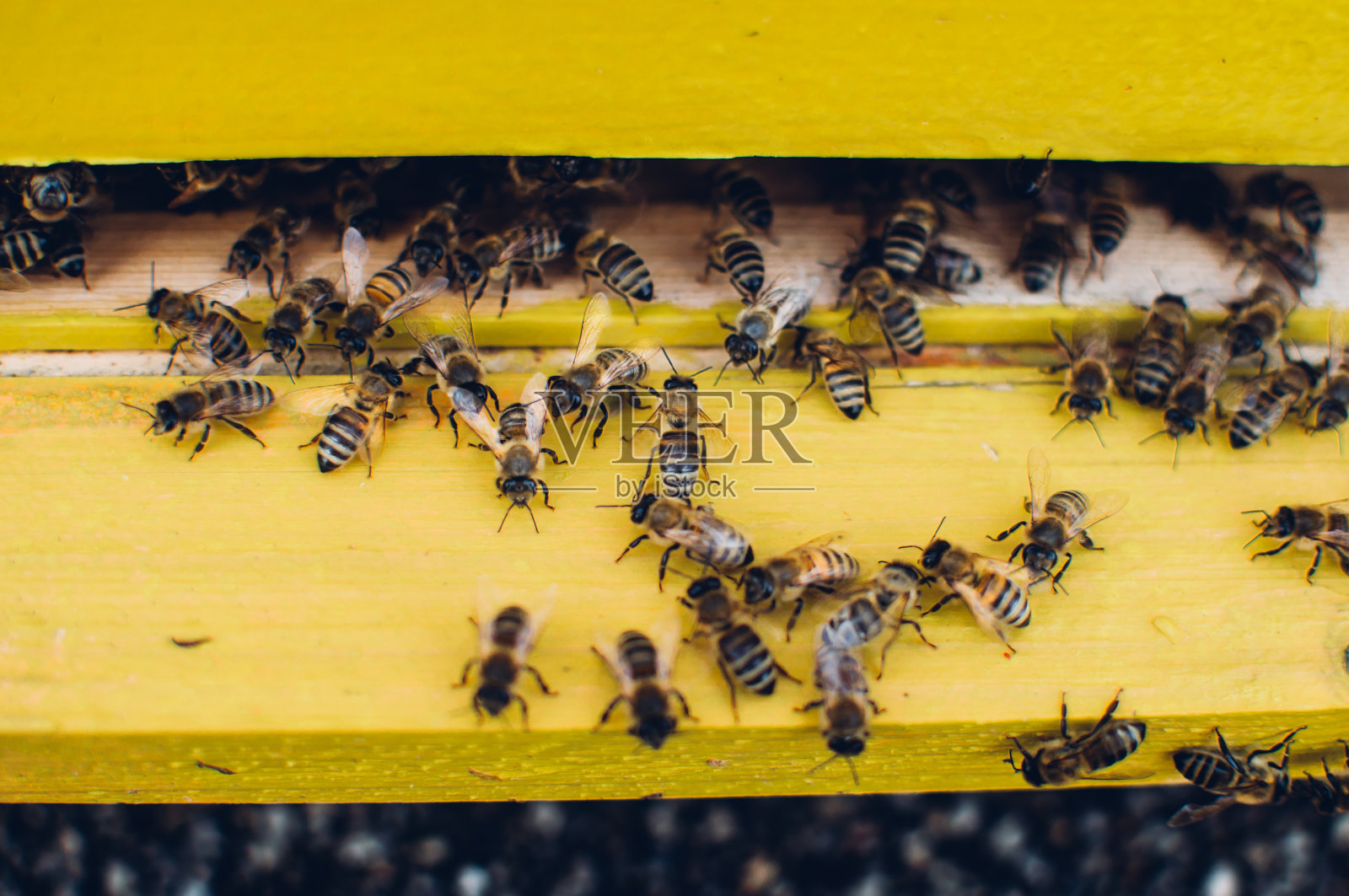 蜜蜂飞出蜂巢照片摄影图片