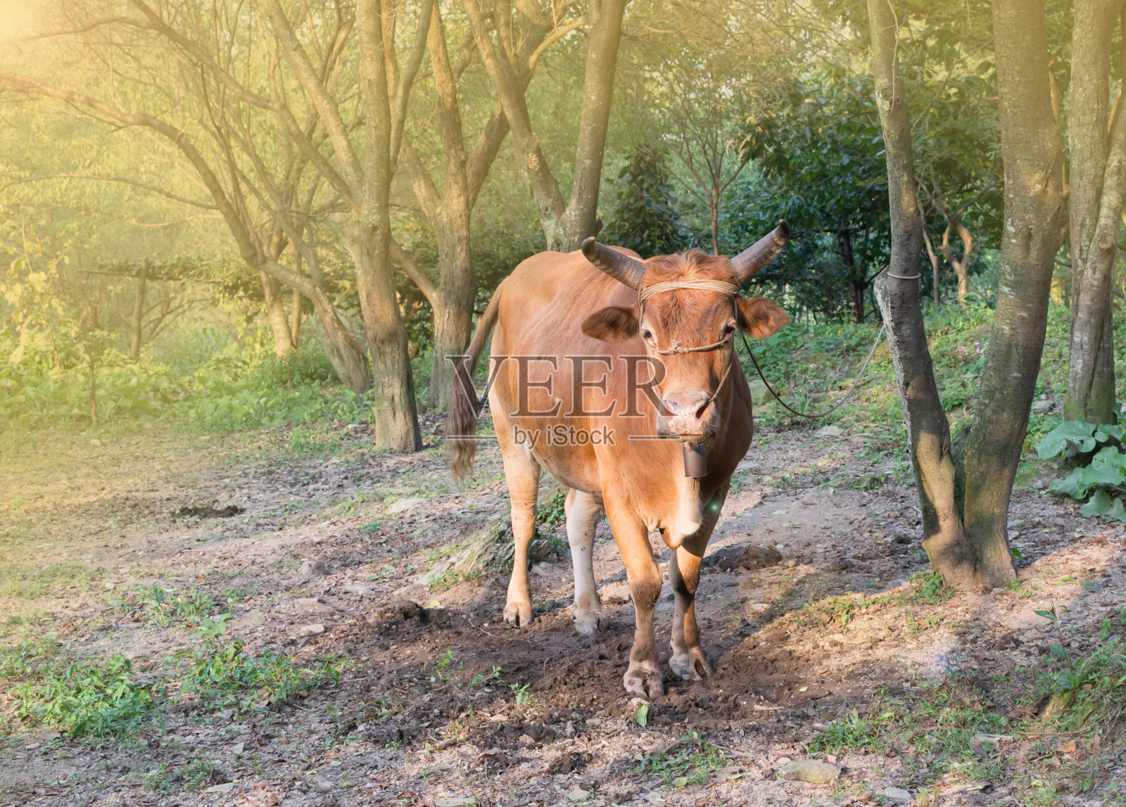 牛照片摄影图片