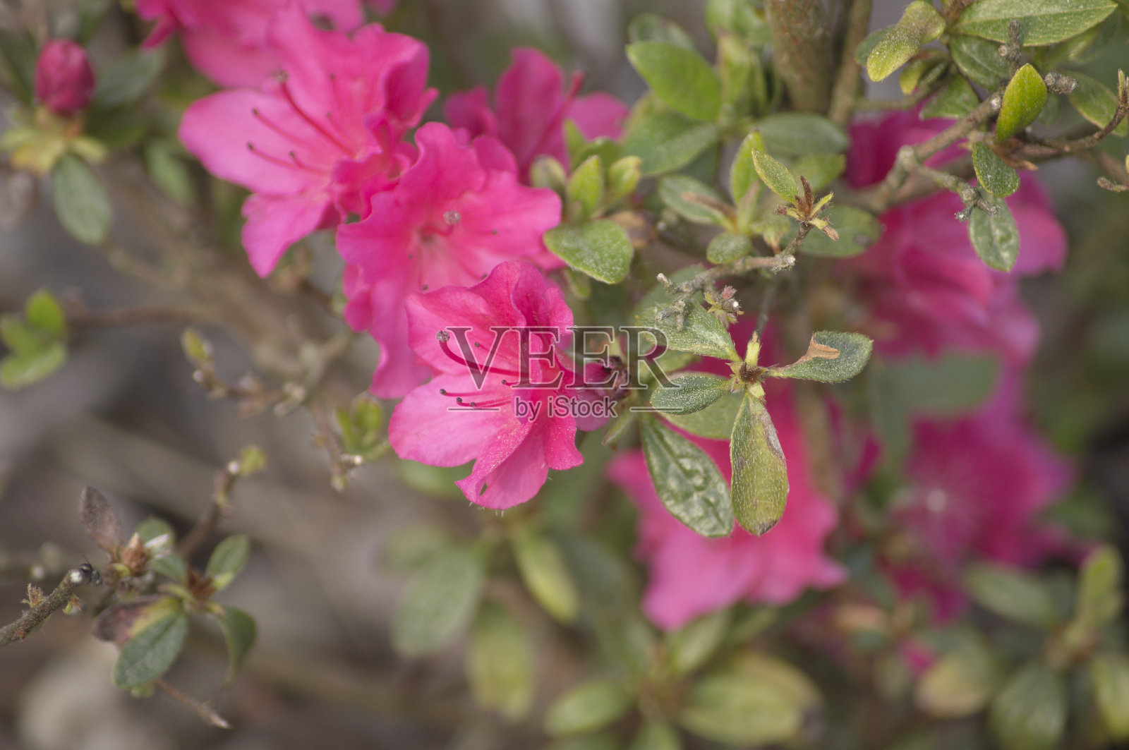 粉红色的杜鹃花的花照片摄影图片