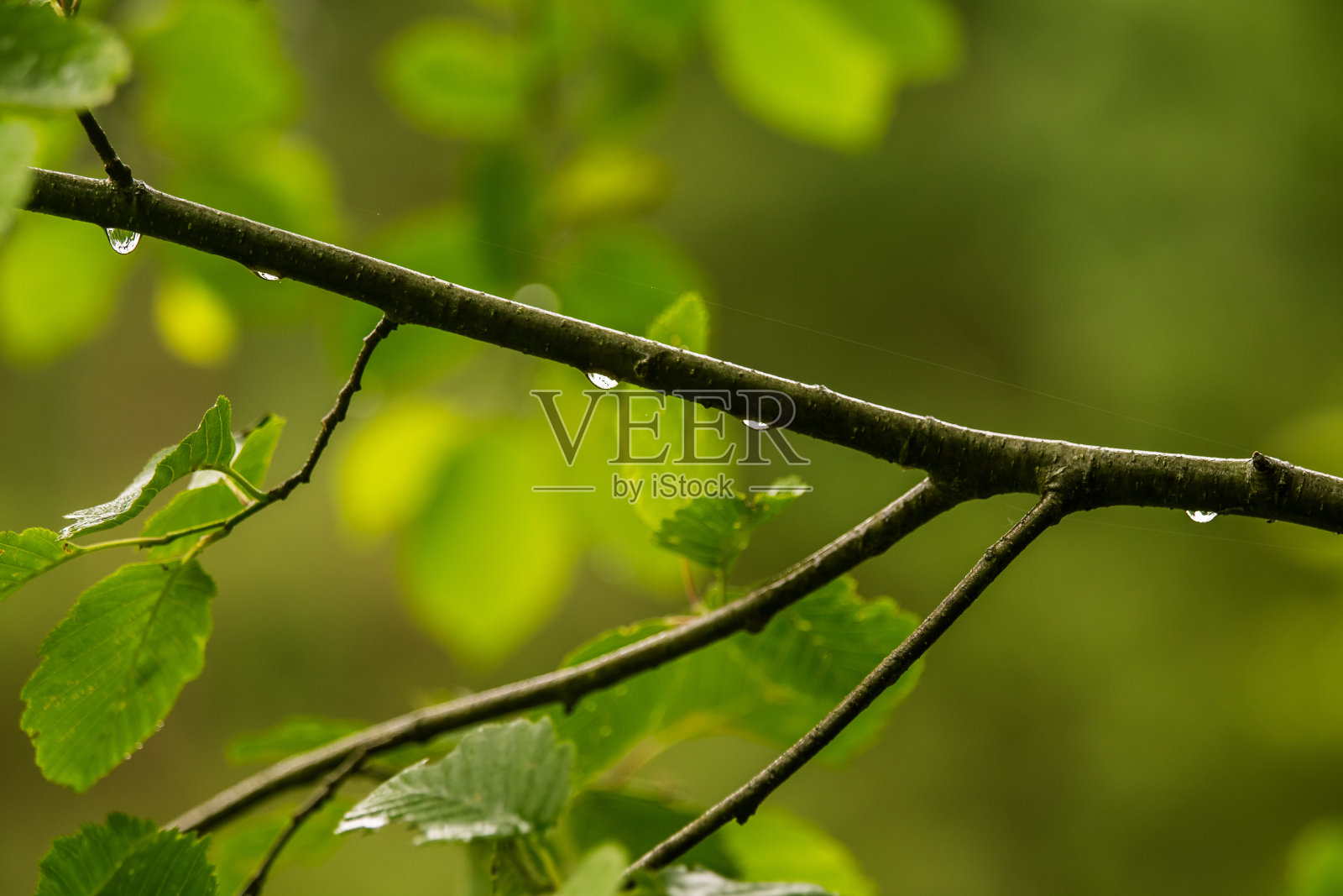 一场美丽、宁静的雨点落在森林里的一棵桤木树枝上。清新、自然的感觉。照片摄影图片