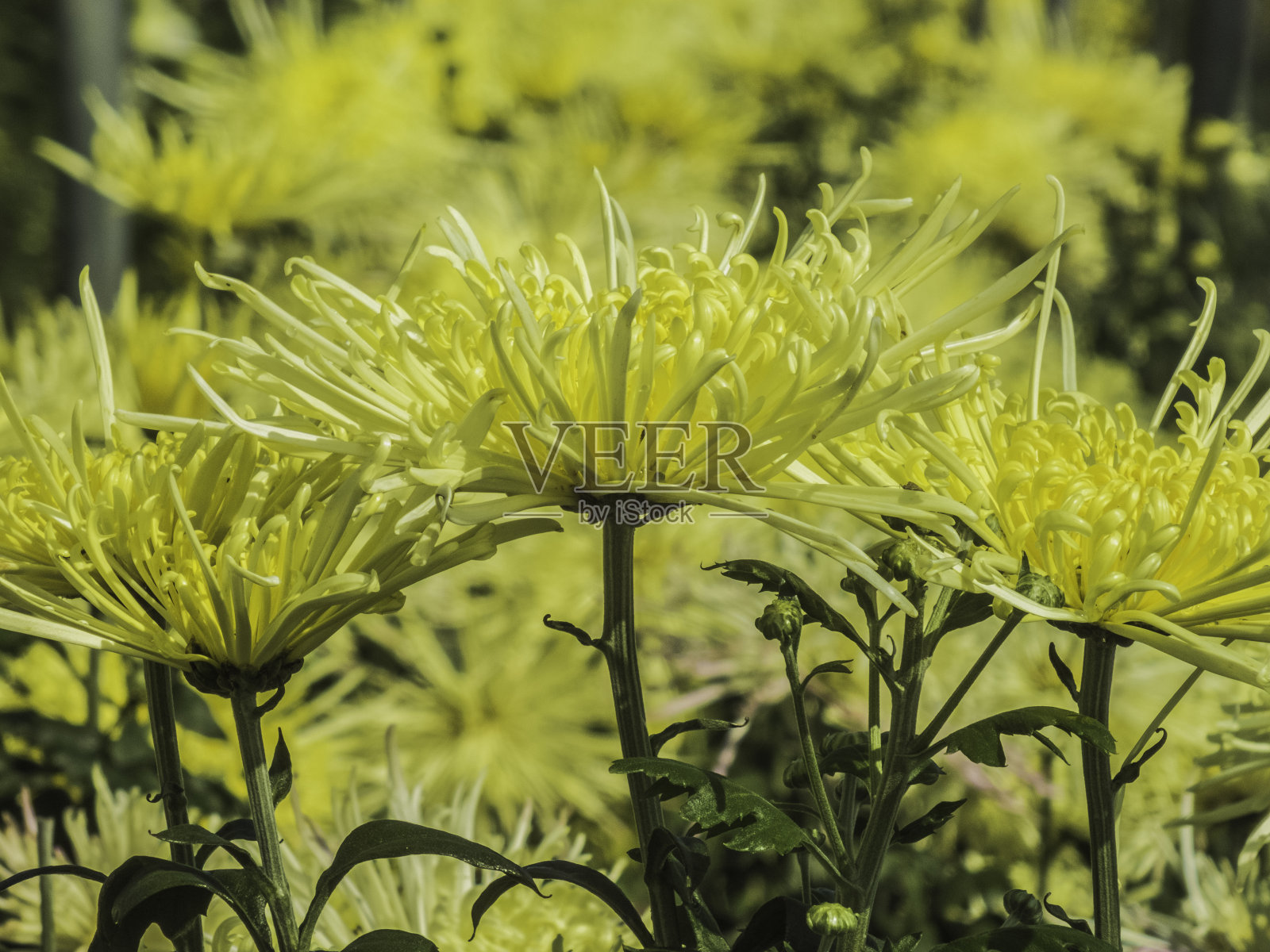 美丽的黄色菊花照片摄影图片