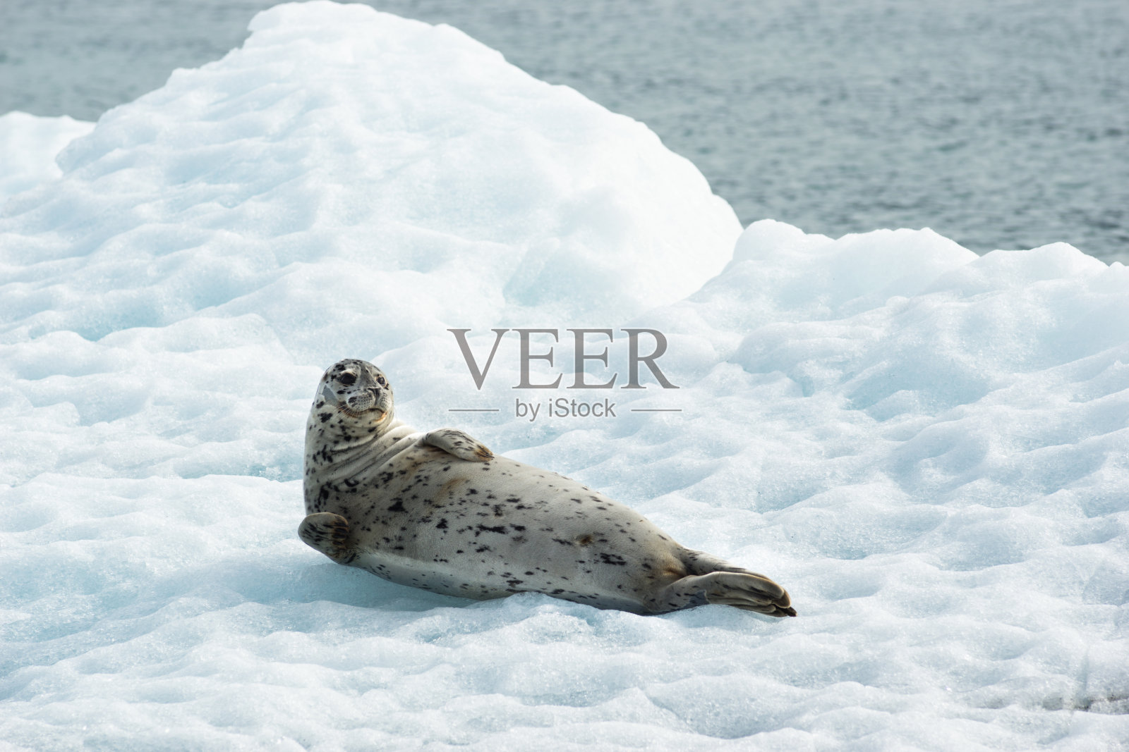 海狮躺在北太平洋的冰山上照片摄影图片