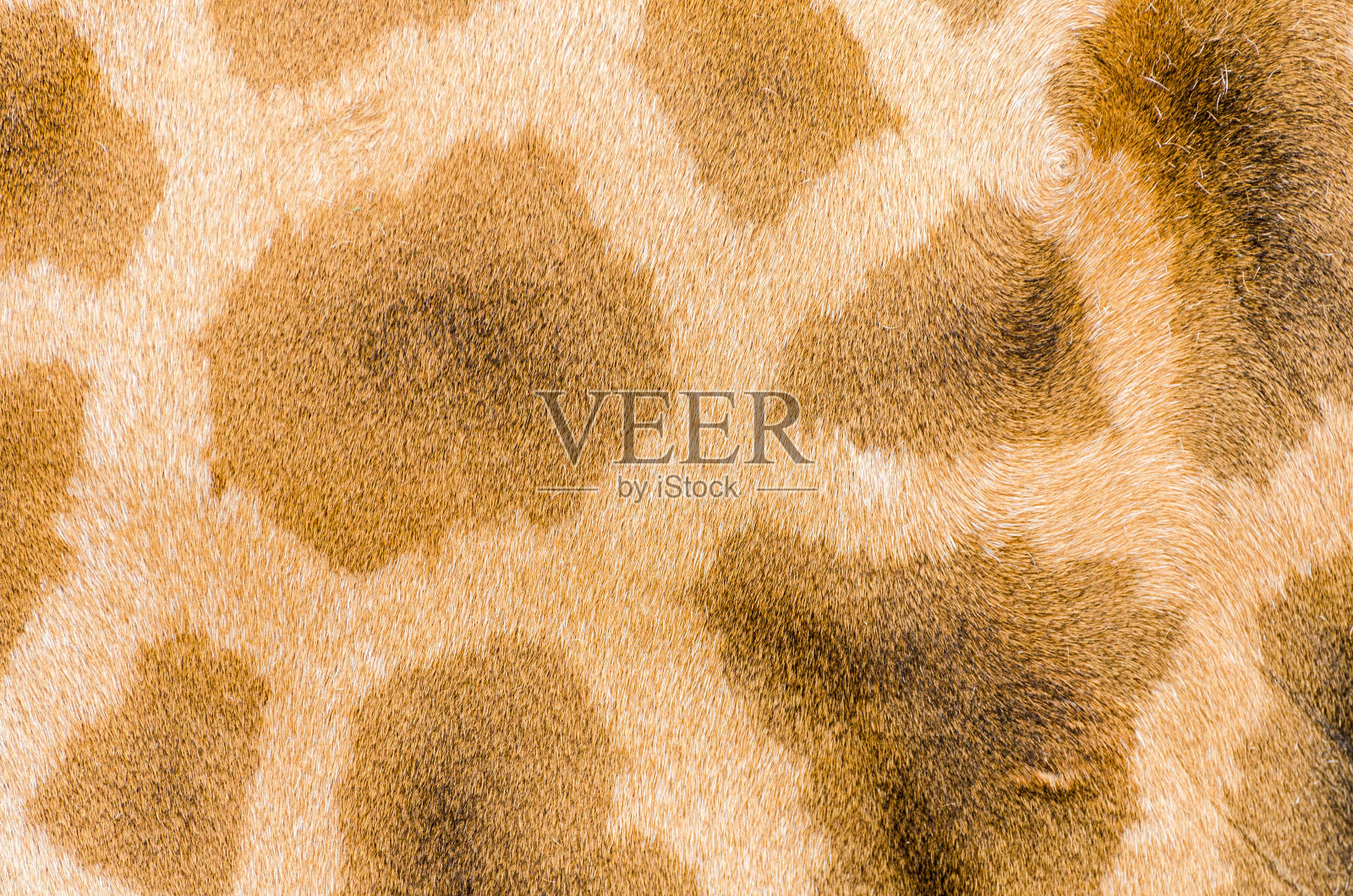 长颈鹿的外衣模式照片摄影图片