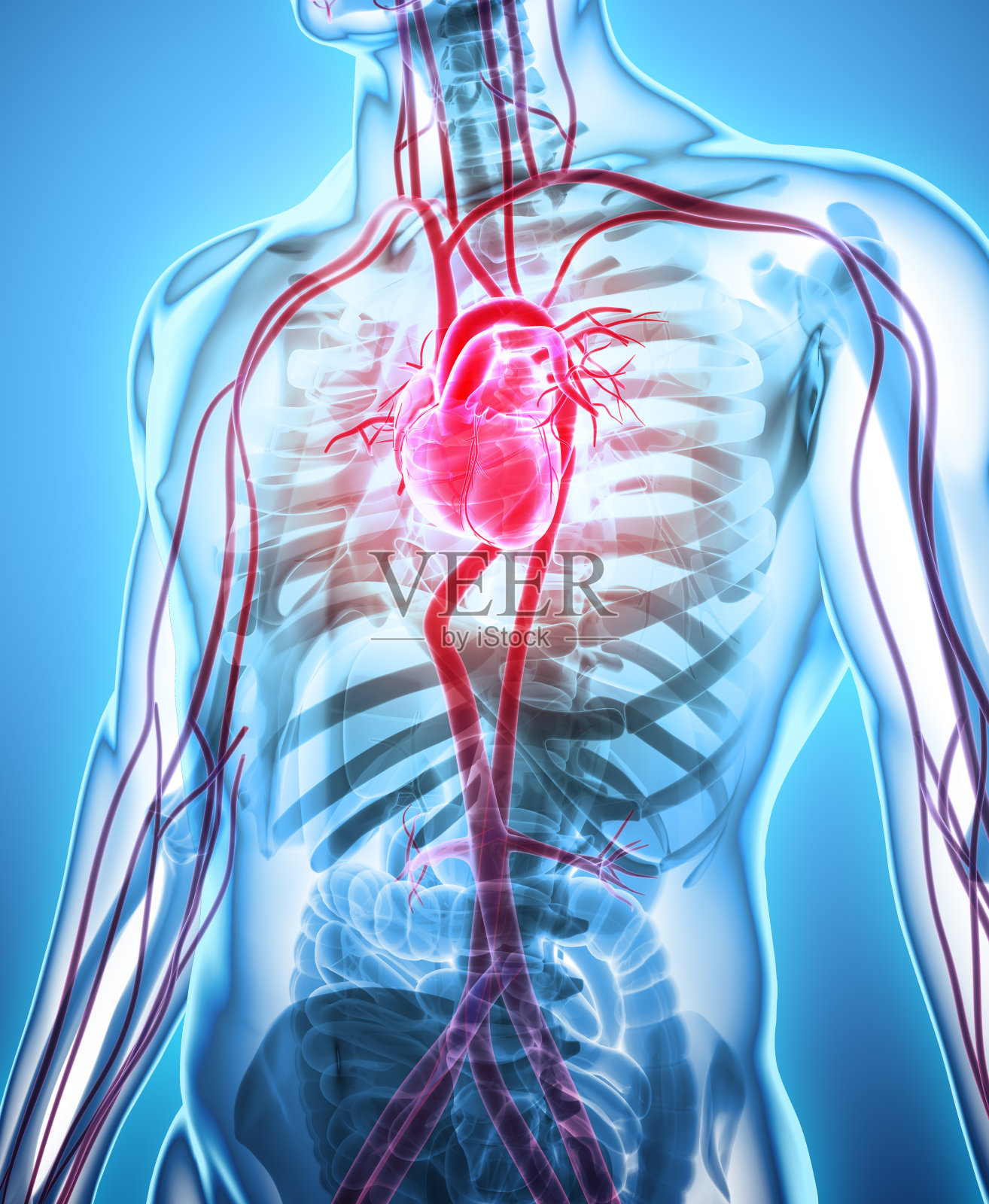 心脏的三维插图，医学概念。照片摄影图片