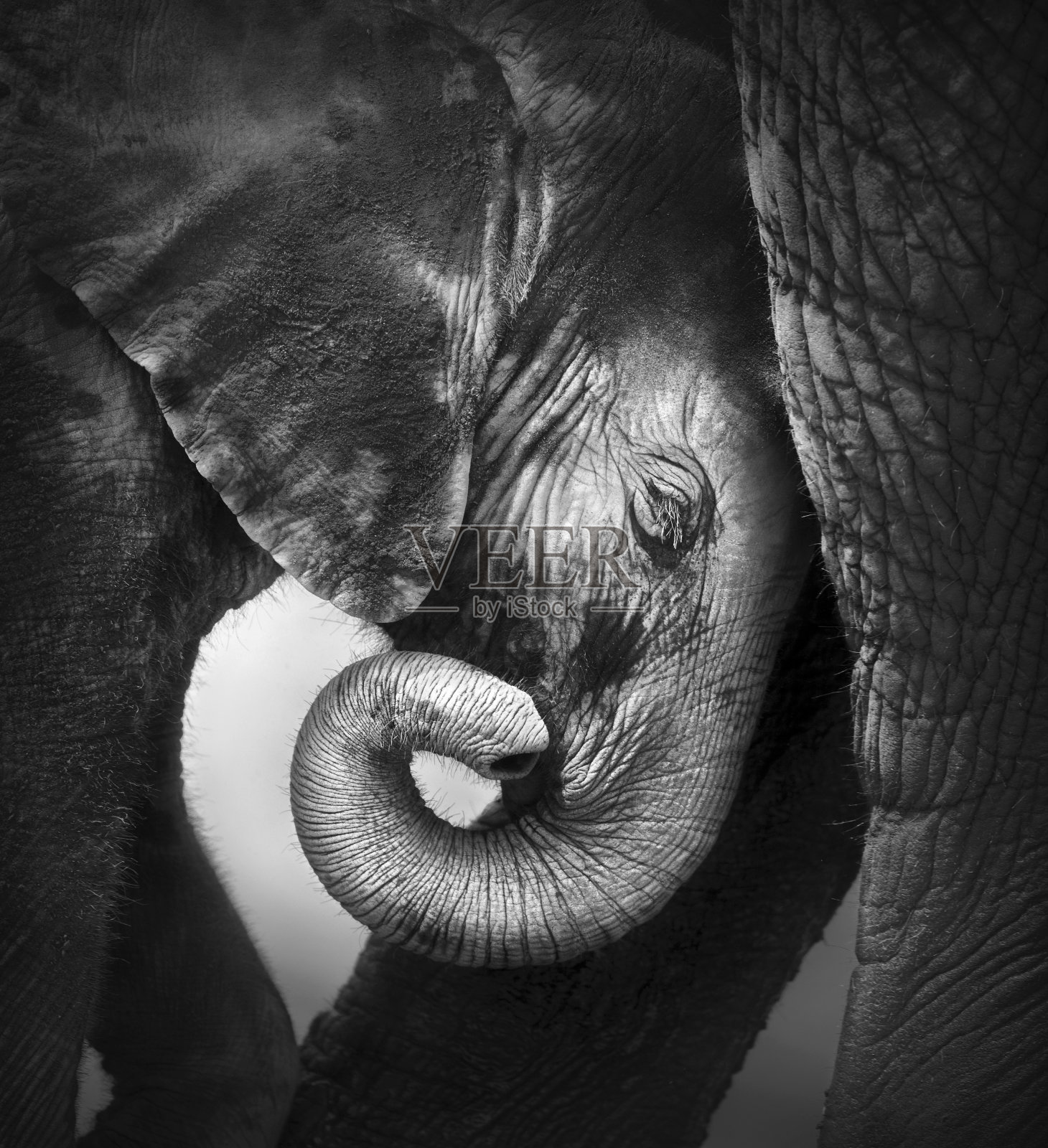 小象寻求安慰照片摄影图片