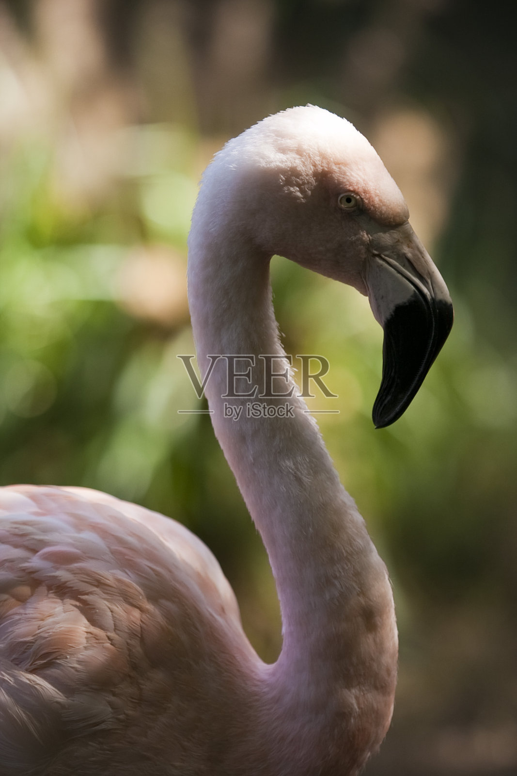 粉红色火烈鸟的特写照片摄影图片