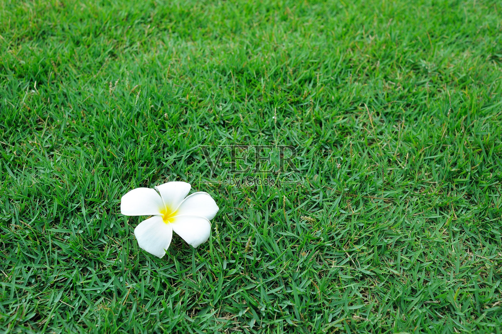 草上的白色鸡蛋花照片摄影图片