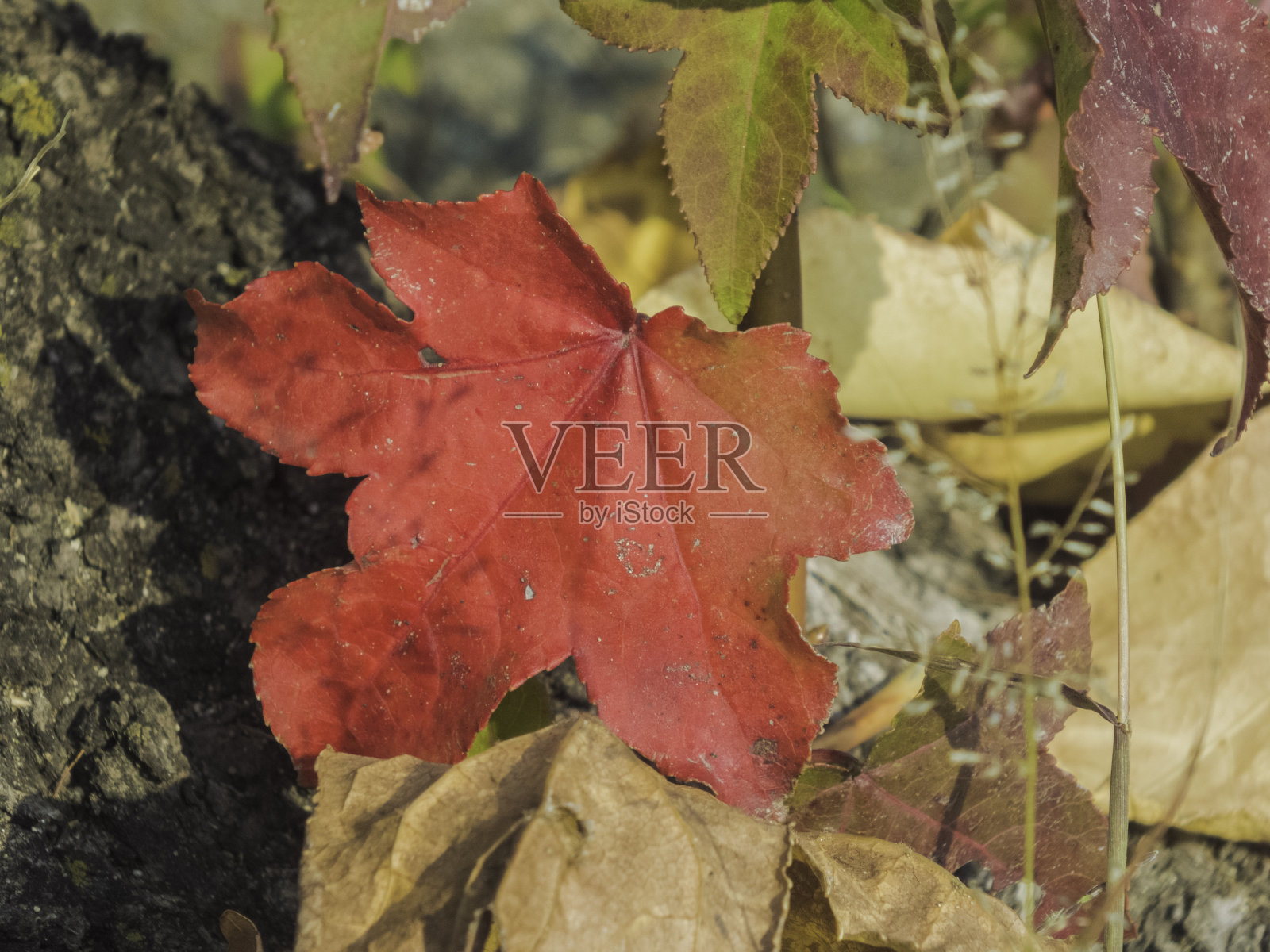 美丽的红色叶子在秋天照片摄影图片