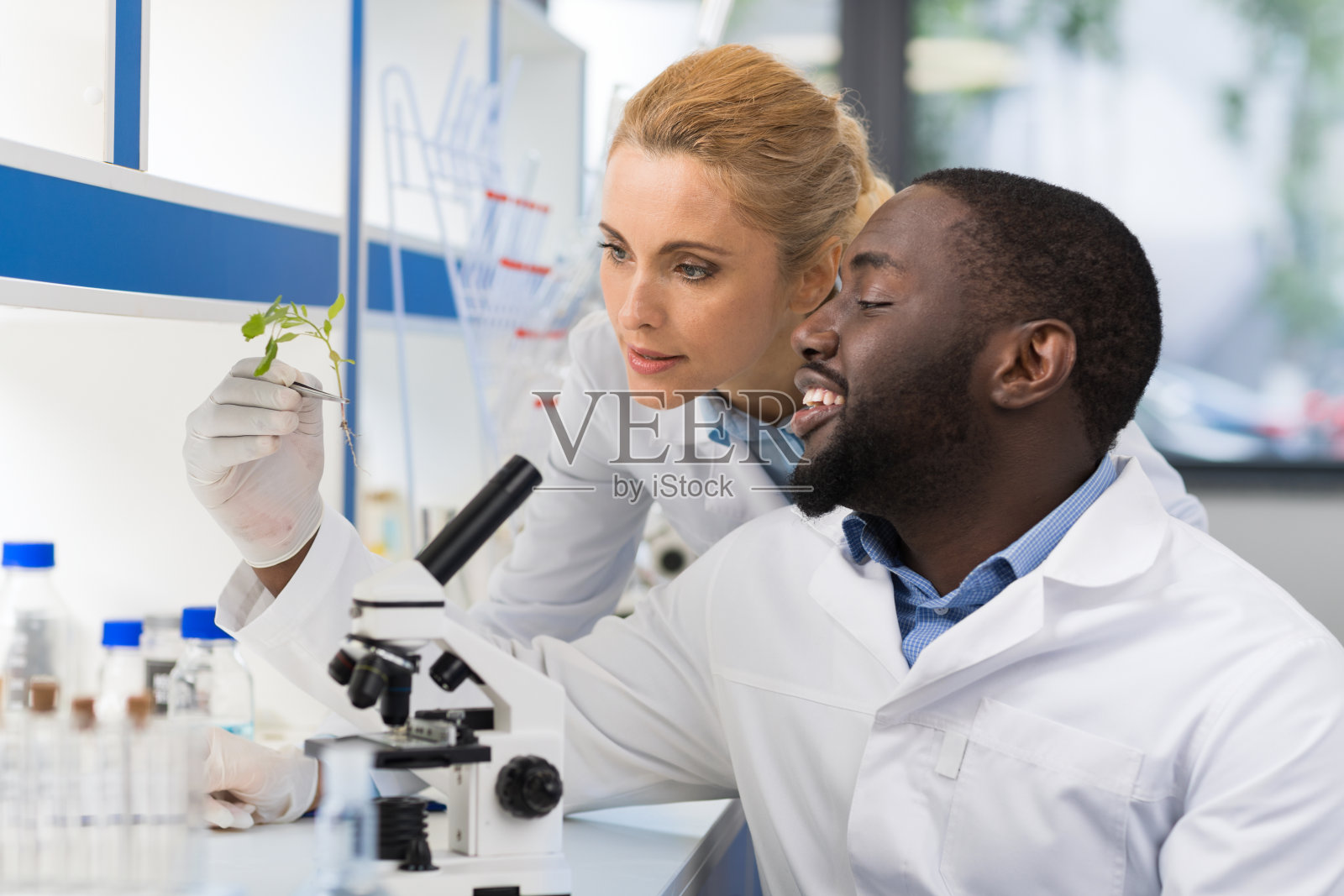 科学家在遗传学实验室看植物样本，混合种族夫妇研究人员分析实验结果照片摄影图片