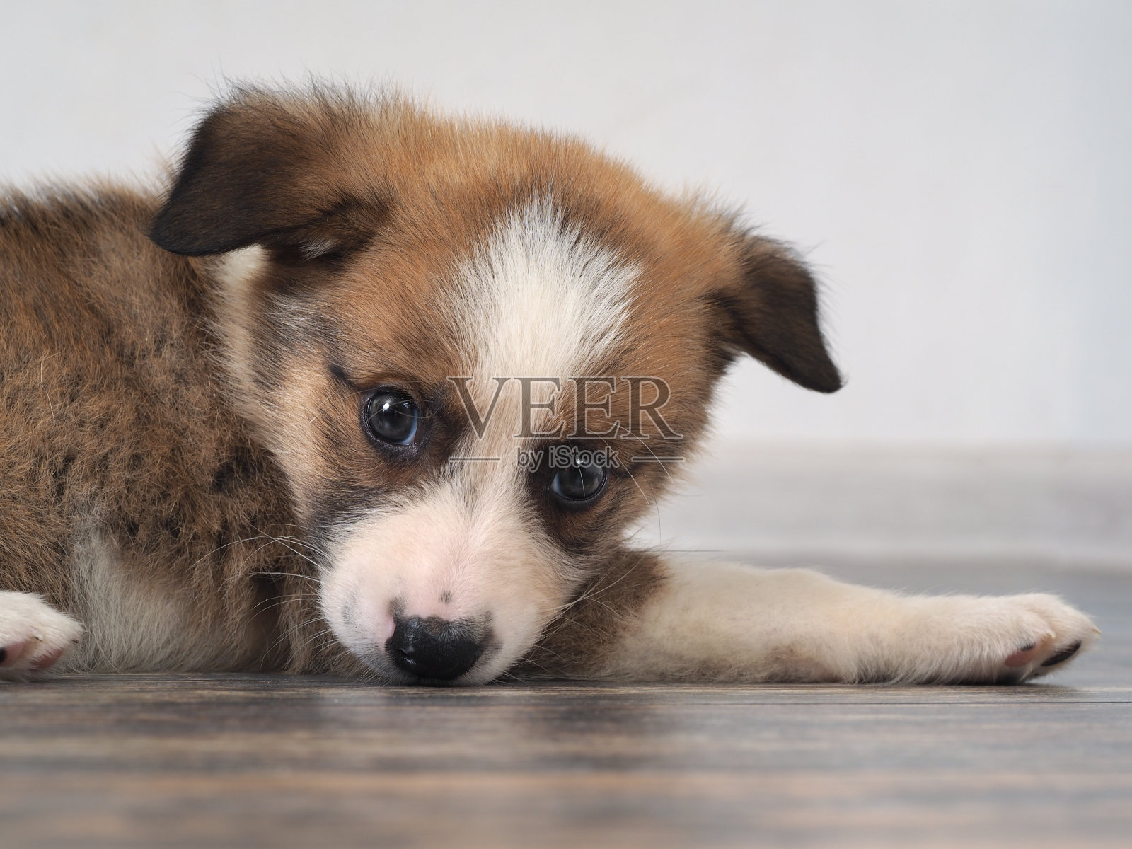 一只2个月大的杂种小狗。狗躺在地板上。动物的脸特写照片摄影图片