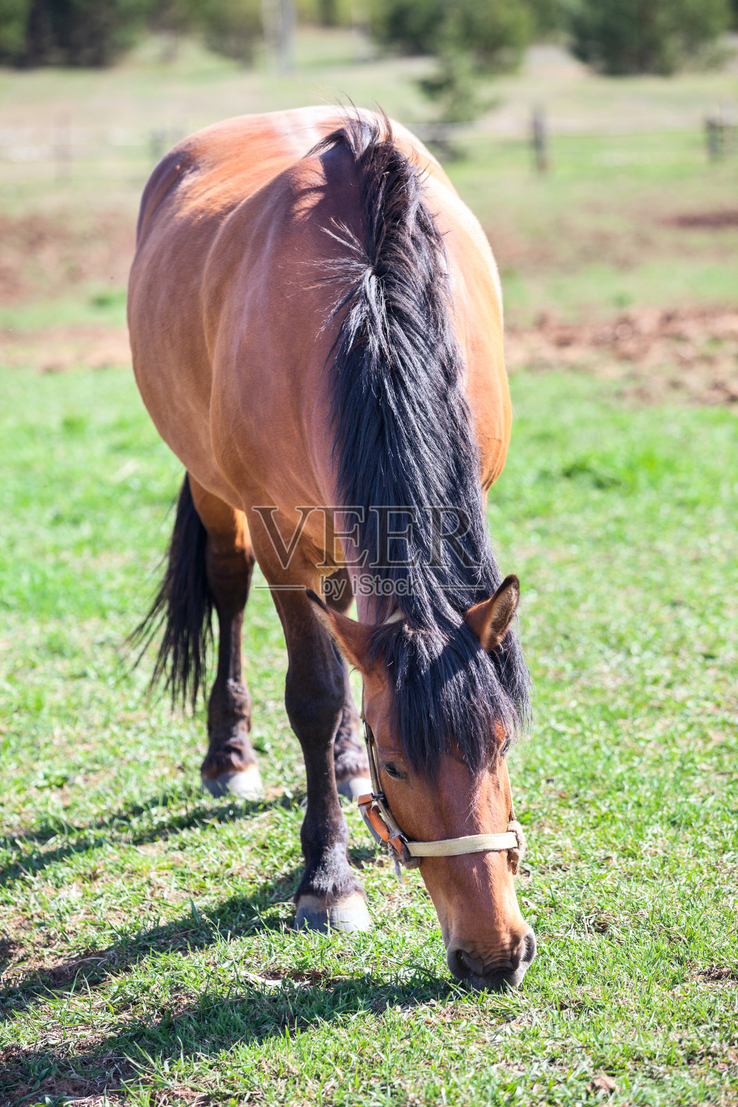 栗色的马站在草地上吃草照片摄影图片
