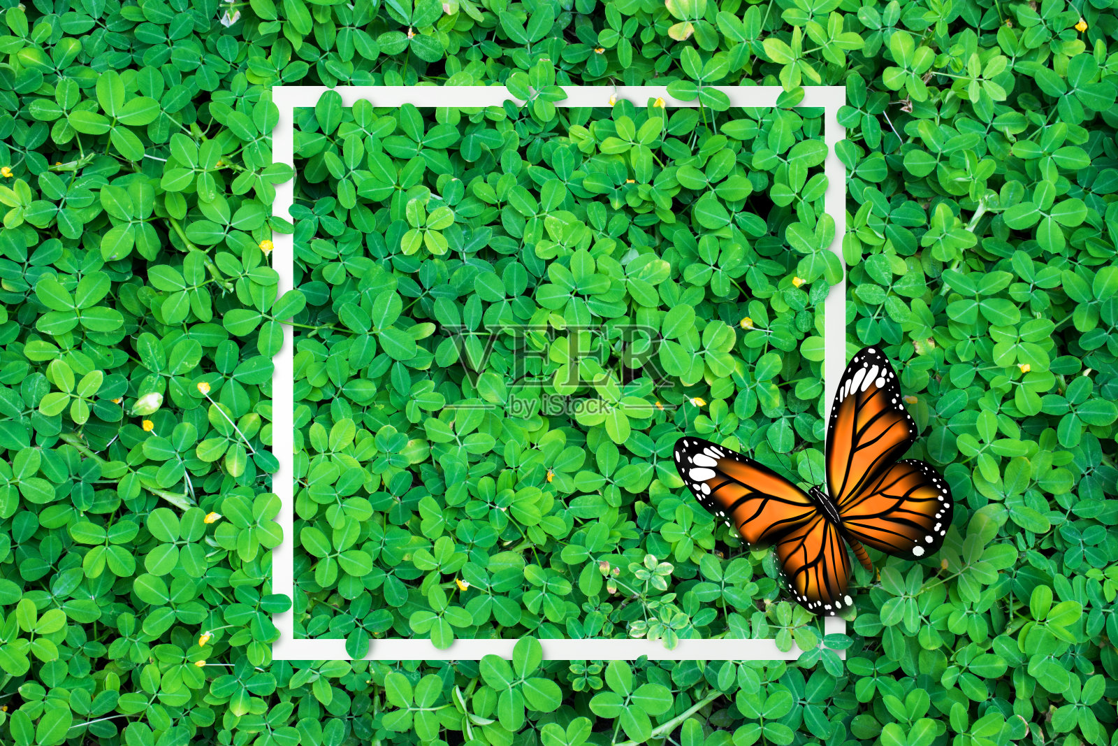 白色的边框和蝴蝶上的绿叶草纹理背景插画图片素材