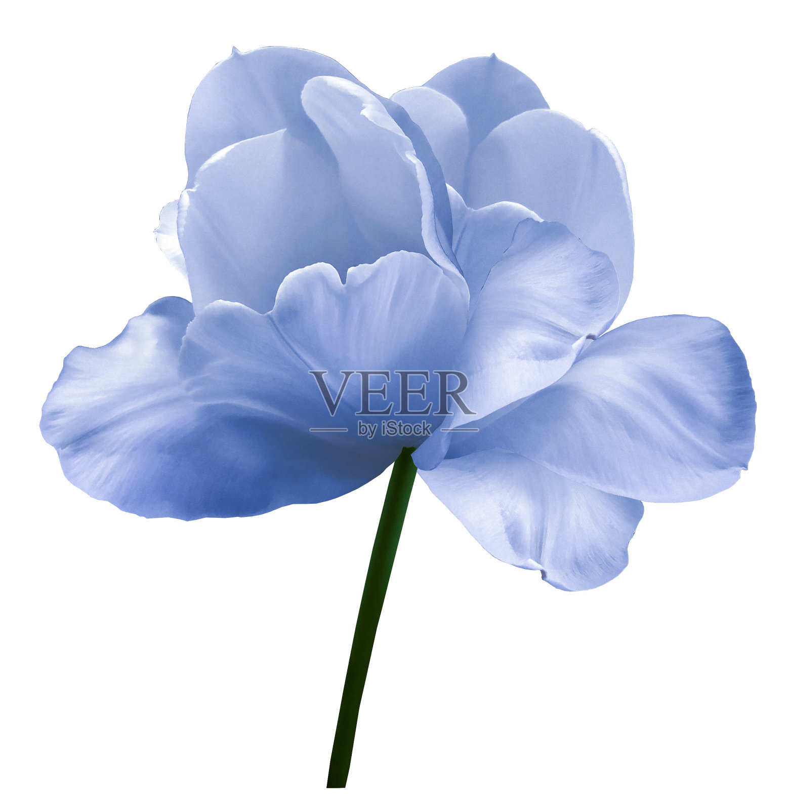 蓝白色的花郁金香在一个白色孤立的背景与修剪路径。特写镜头。没有阴影。白色的镜头。大自然。照片摄影图片