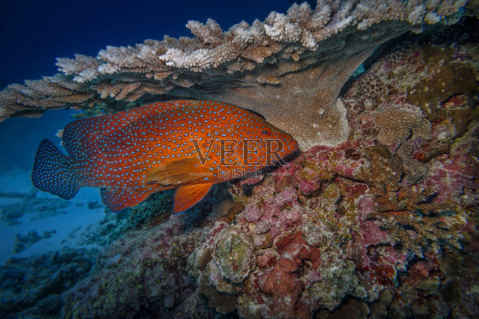 珊瑚红点鲑照片摄影图片