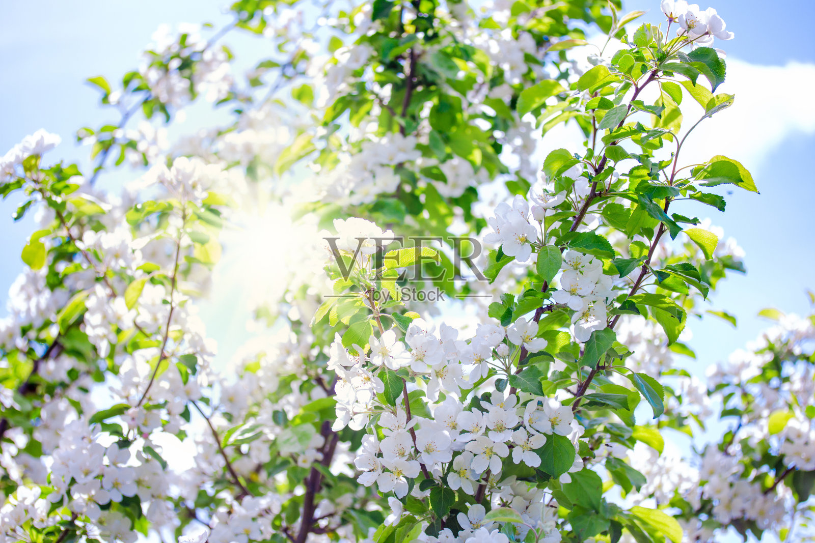 在阳光灿烂的夏日，苹果树开满了花照片摄影图片