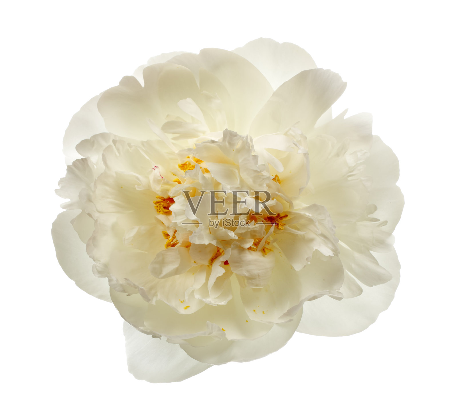 白牡丹花朵照片摄影图片