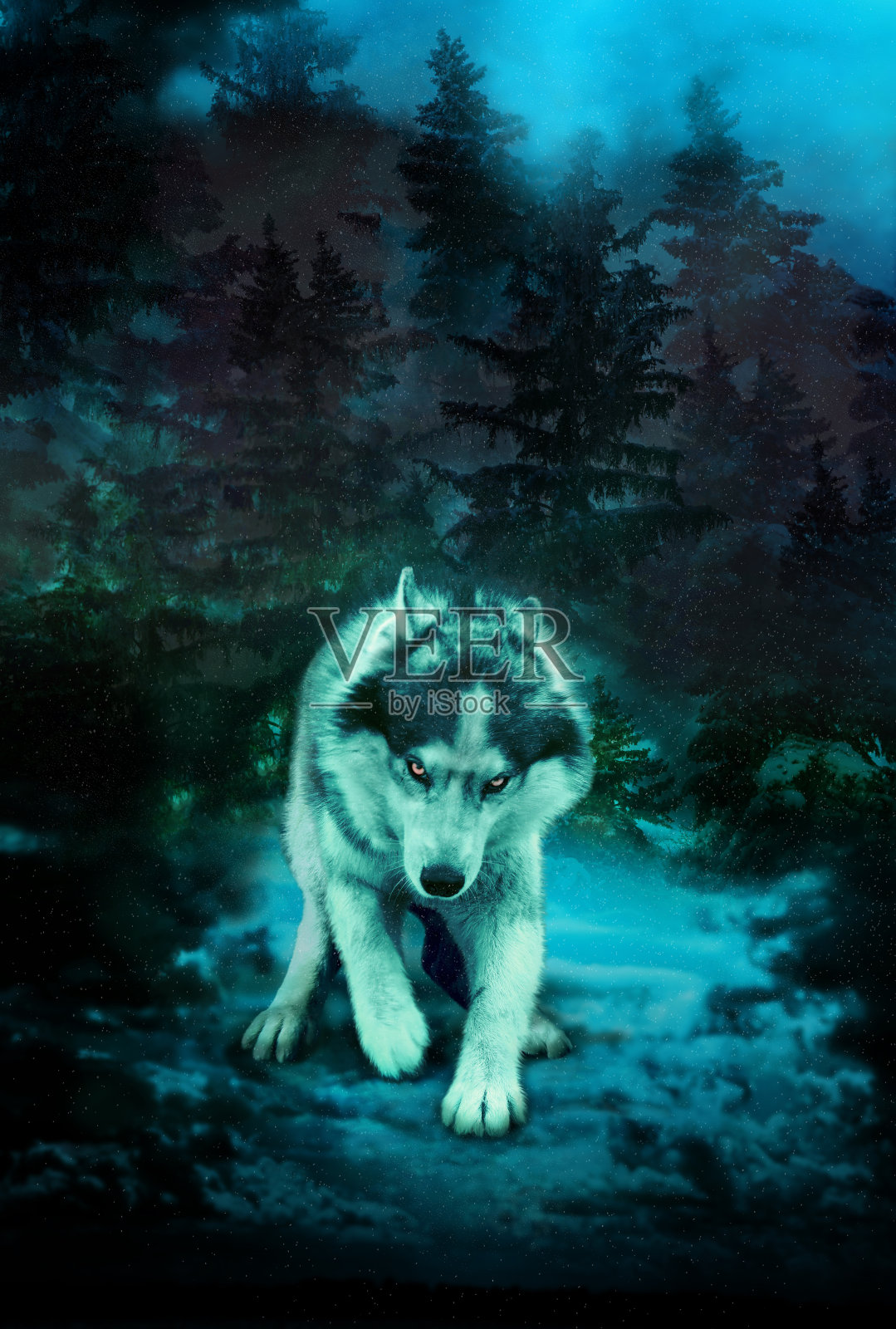 黑暗森林里的恶狼照片摄影图片